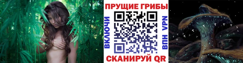 цены   blacksprut зеркало  Псилоцибиновые грибы Cubensis  Богородицк 